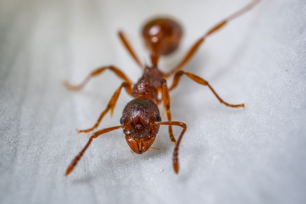 Ant Control Services in Texas