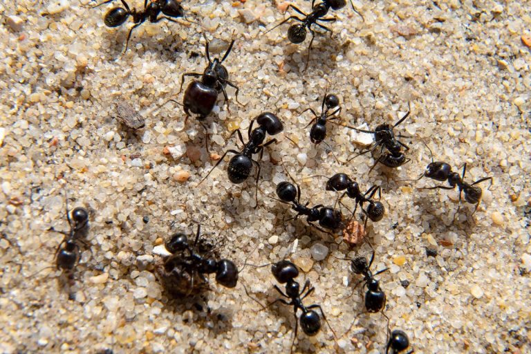 Commercial Ant Extermination in Texas - Ant Control Services