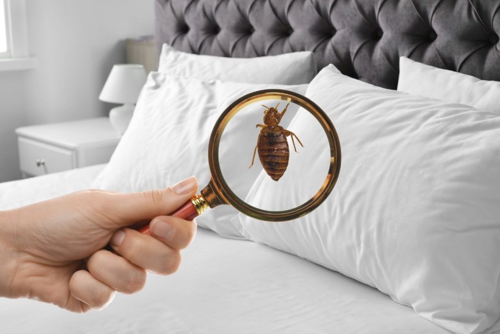Bed Bug Control Services in Houston, Texas