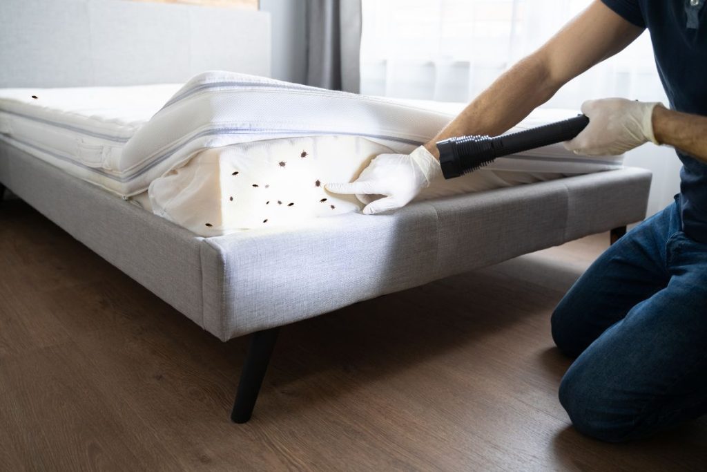 Bed Bug Control Services in Houston, Texas