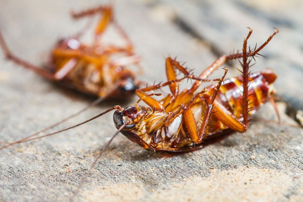 Cockroach Control Services in Texas