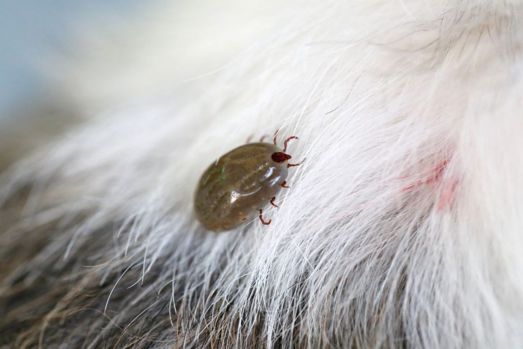Flea Control Services in Houston, Texas