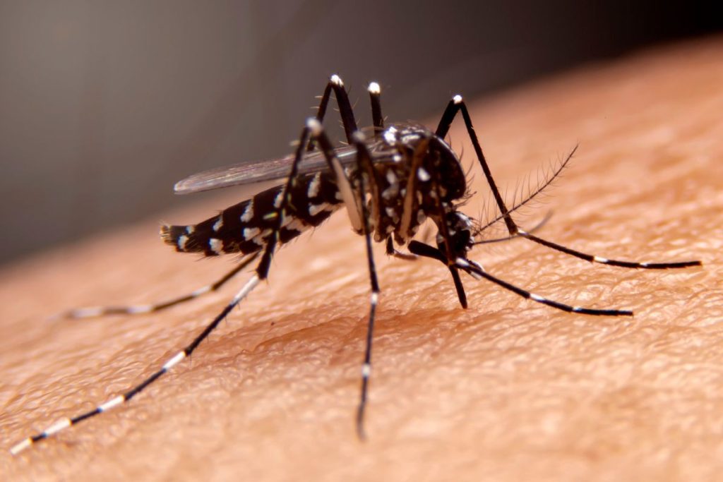Mosquito Control Services in Houston, TX