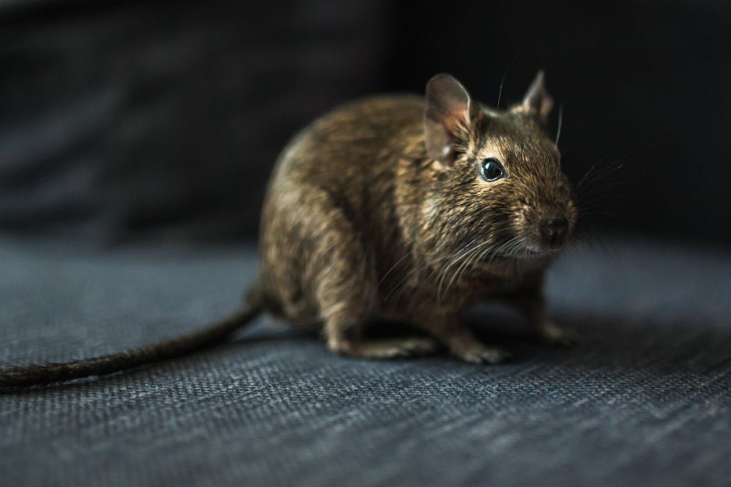 Rodent Control Services in Texas
