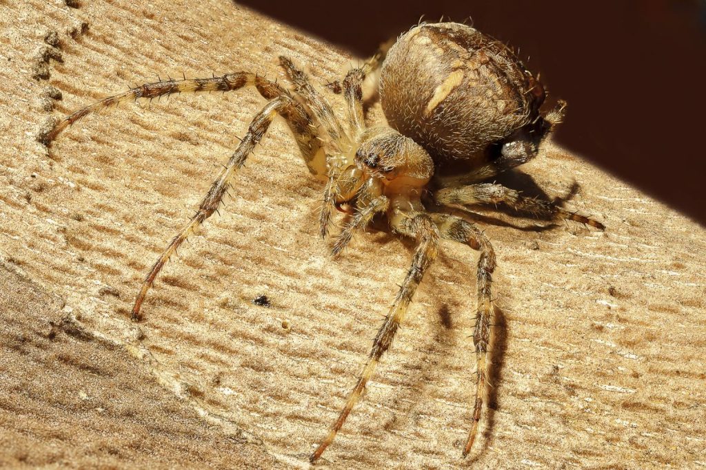 Spider Control Services in Houston, Texas