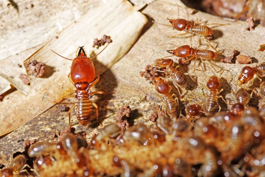 Termite Control Services in Texas