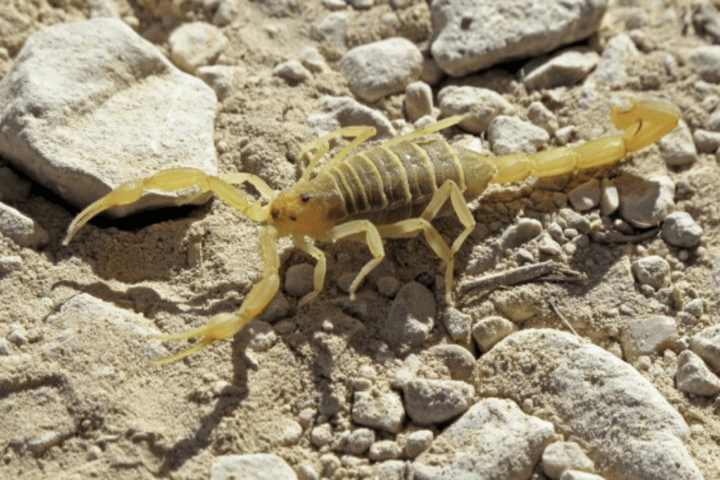 Scorpion Control Services in Houston, Texas