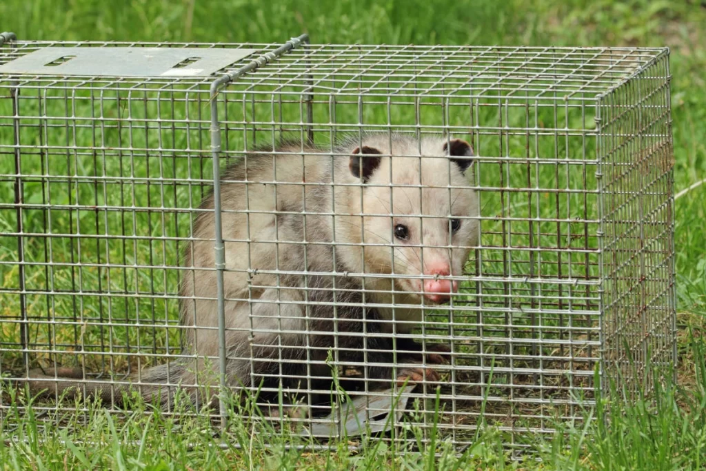 wildlife control